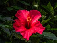 Rote Hibiscus Blüte an einer Hecke - São Miguel